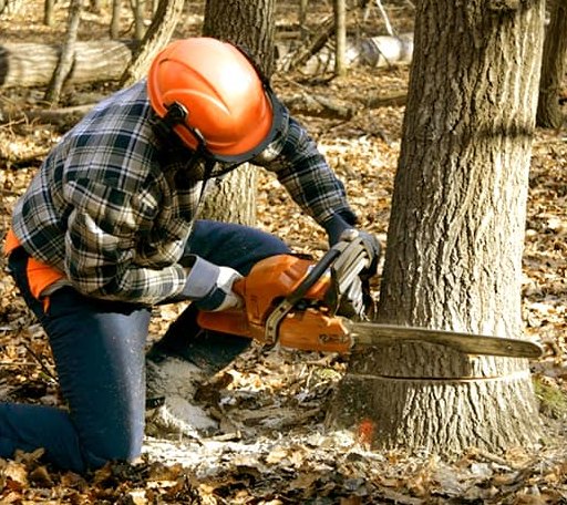 Tree Removal in Croydon, UT